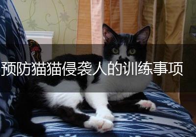 预防猫猫侵袭人的训练事项