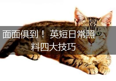 面面俱到！ 英短日常照料四大技巧