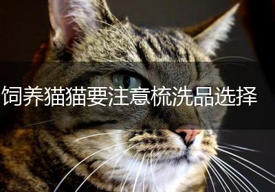 饲养猫猫要注意梳洗品选择