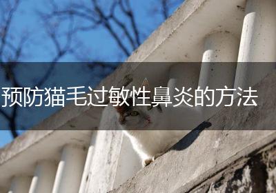 预防猫毛过敏性鼻炎的方法