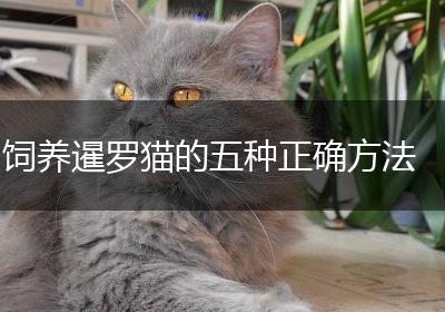 饲养暹罗猫的五种正确方法