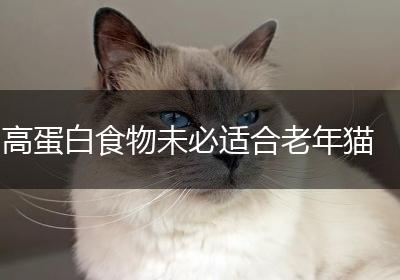 高蛋白食物未必适合老年猫