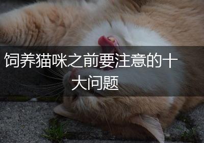 饲养猫咪之前要注意的十大问题