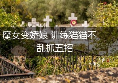 魔女变娇娘 训练猫猫不乱抓五招