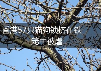 香港57只猫狗锁挤在铁笼中被虐