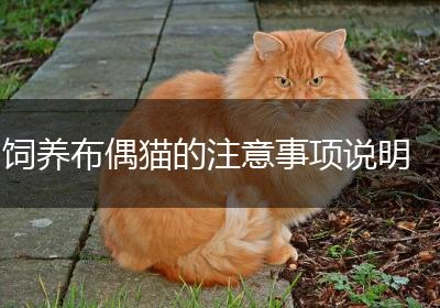 饲养布偶猫的注意事项说明