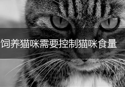 饲养猫咪需要控制猫咪食量