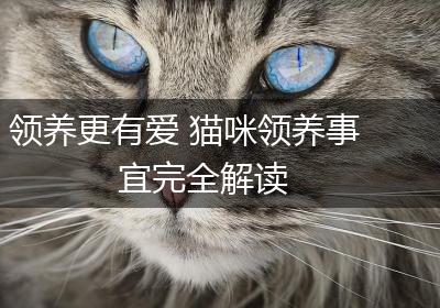 领养更有爱 猫咪领养事宜完全解读