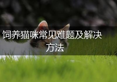 饲养猫咪常见难题及解决方法