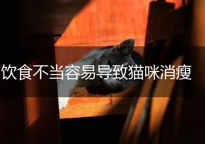 饮食不当容易导致猫咪消瘦