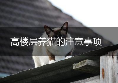 高楼层养猫的注意事项