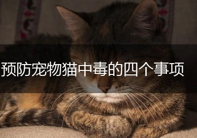 预防宠物猫中毒的四个事项