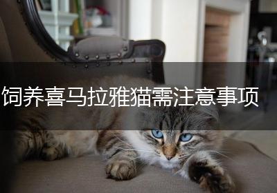 饲养喜马拉雅猫需注意事项