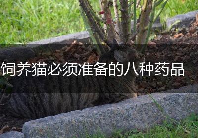 饲养猫必须准备的八种药品