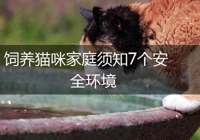 饲养猫咪家庭须知7个安全环境
