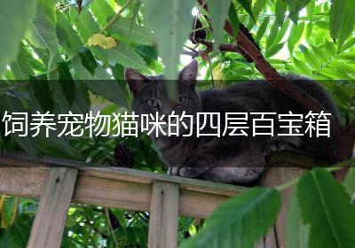 饲养宠物猫咪的四层百宝箱