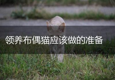 领养布偶猫应该做的准备