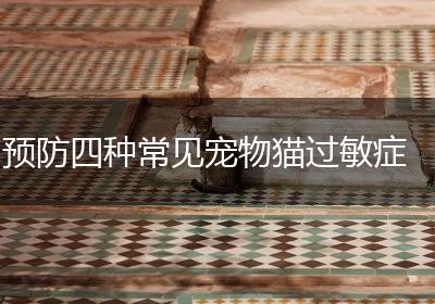 预防四种常见宠物猫过敏症