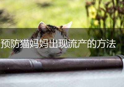 预防猫妈妈出现流产的方法