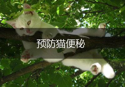 预防猫便秘