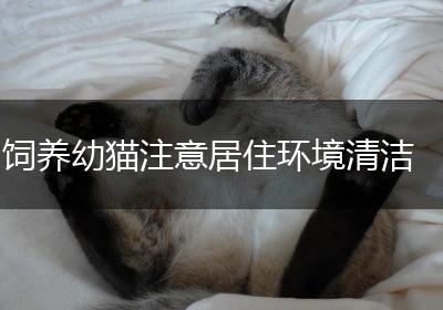饲养幼猫注意居住环境清洁