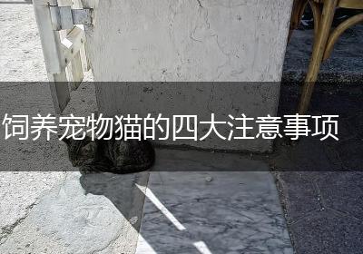 饲养宠物猫的四大注意事项