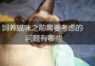 饲养猫咪之前需要考虑的问题有哪些