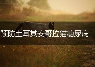 预防土耳其安哥拉猫糖尿病