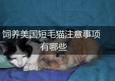 饲养美国短毛猫注意事项有哪些