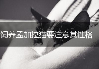 饲养孟加拉猫要注意其性格