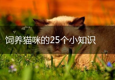 饲养猫咪的25个小知识