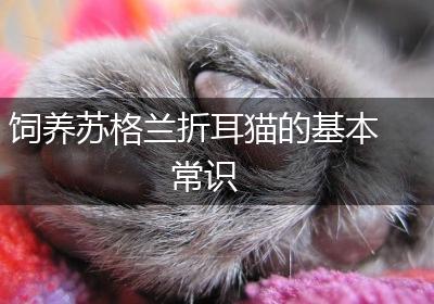 饲养苏格兰折耳猫的基本常识