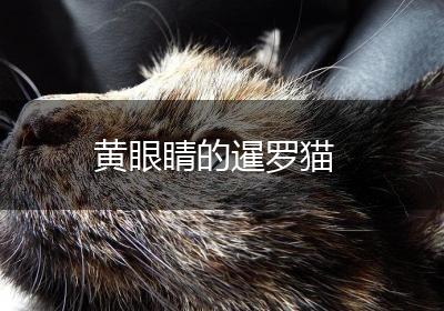 黄眼睛的暹罗猫