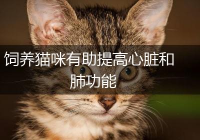 饲养猫咪有助提高心脏和肺功能