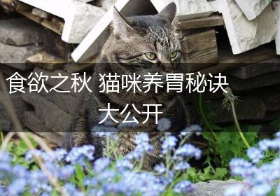 食欲之秋 猫咪养胃秘诀大公开