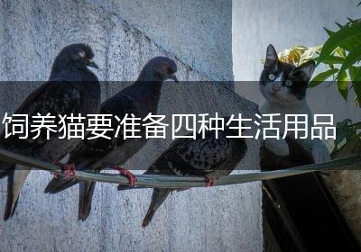 饲养猫要准备四种生活用品