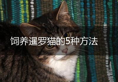 饲养暹罗猫的5种方法