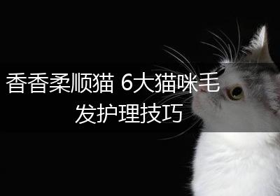 香香柔顺猫 6大猫咪毛发护理技巧