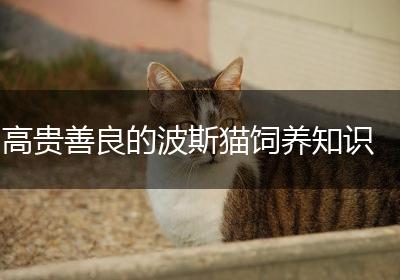 高贵善良的波斯猫饲养知识