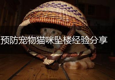 预防宠物猫咪坠楼经验分享