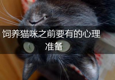 饲养猫咪之前要有的心理准备