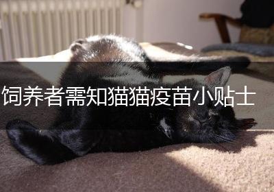 饲养者需知猫猫疫苗小贴士