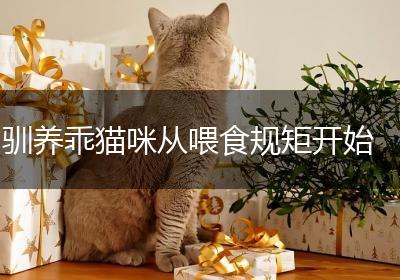 驯养乖猫咪从喂食规矩开始