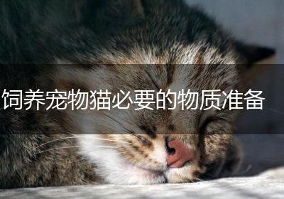 饲养宠物猫必要的物质准备