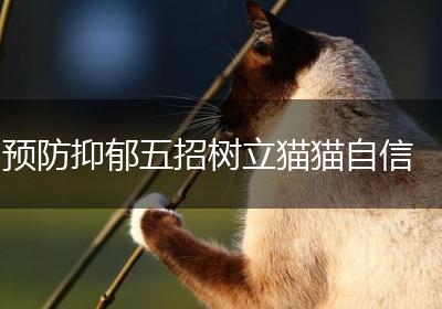 预防抑郁五招树立猫猫自信