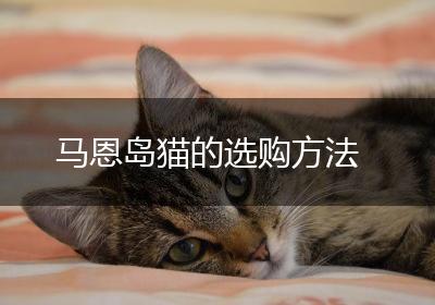 马恩岛猫的选购方法