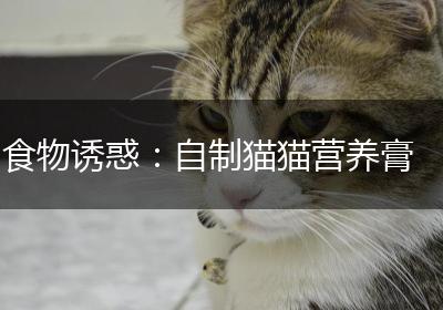 食物诱惑：自制猫猫营养膏