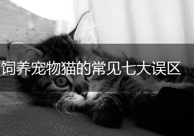 饲养宠物猫的常见七大误区