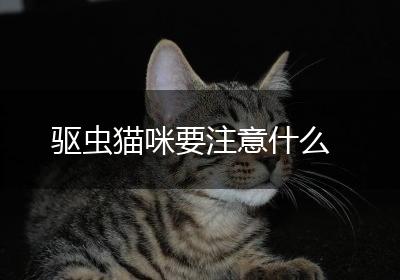 驱虫猫咪要注意什么