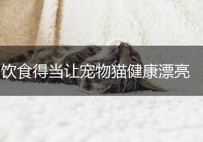 饮食得当让宠物猫健康漂亮